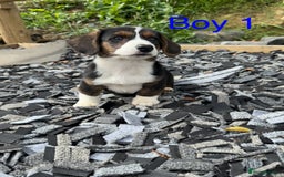 Welsh Corgi Cardigan dogs for sale: Welsh Cardigan Corgi Puppies  - Image 11