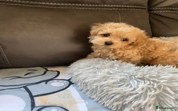 Maltipoo dogs for sale: Tiny Maltipoo Puppies - Image 12