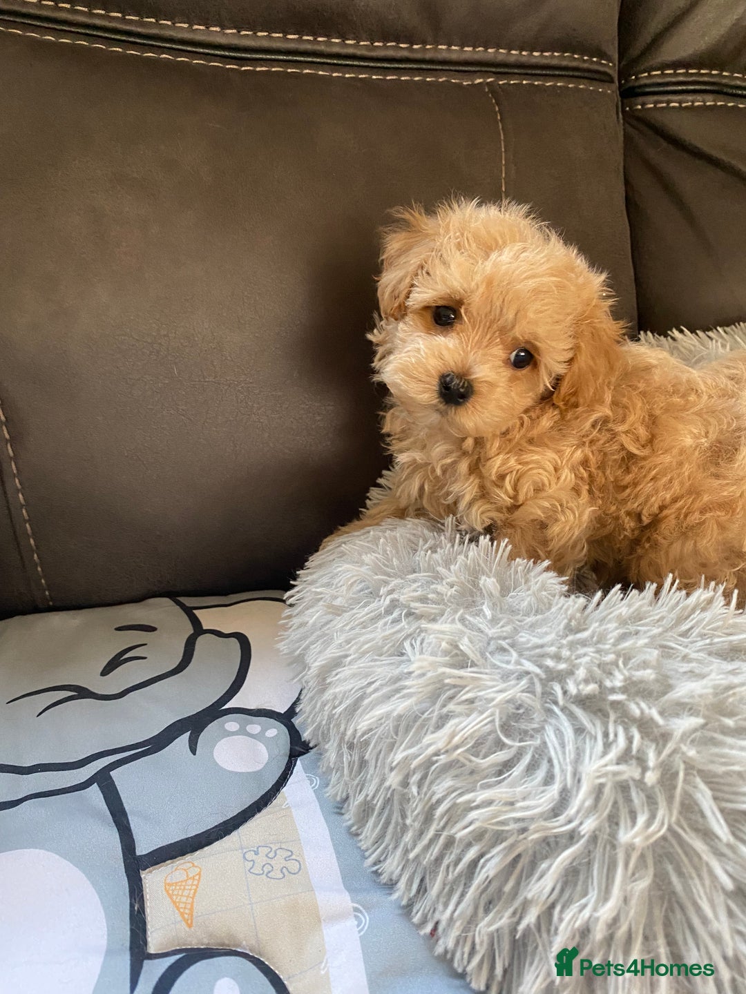 Maltipoo dogs for sale: Tiny Maltipoo Puppies - Image 12