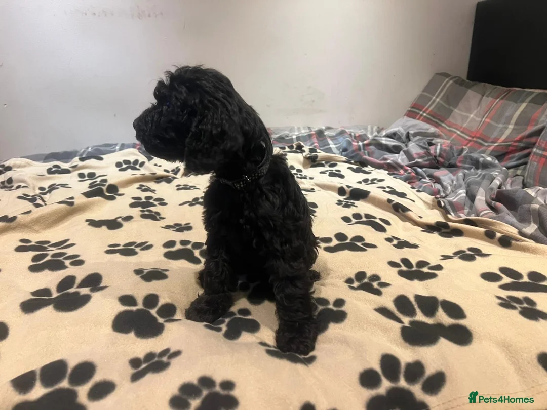Cockapoo dogs for sale: Cocker spaniel/ cocapoo  - Advert 20