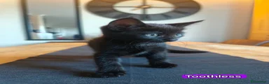 Toothless 
