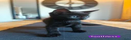 Mixed Breed cats for sale: Beautiful Mixed Maine Coon Kittens. - Advert 4