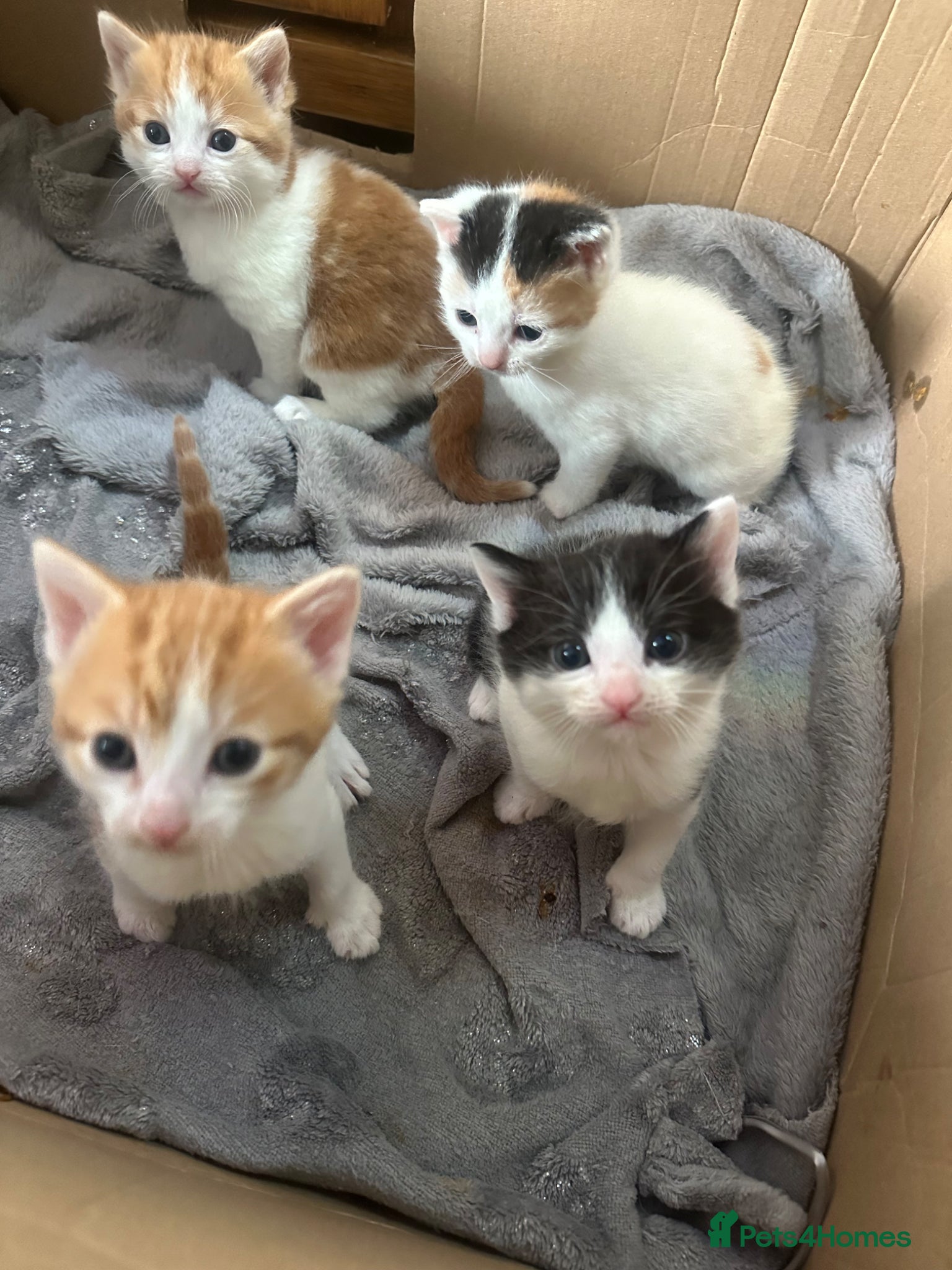 Turkish Angora cats Kittens for sale - Advert 2