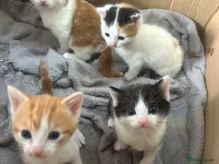 Turkish Angora cats Kittens for sale - Advert 2