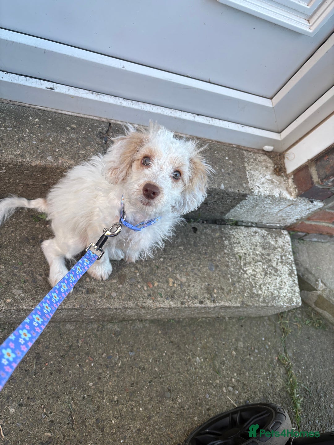 Mixed Breed dogs for sale: Springerpoo puppy  - Advert 9