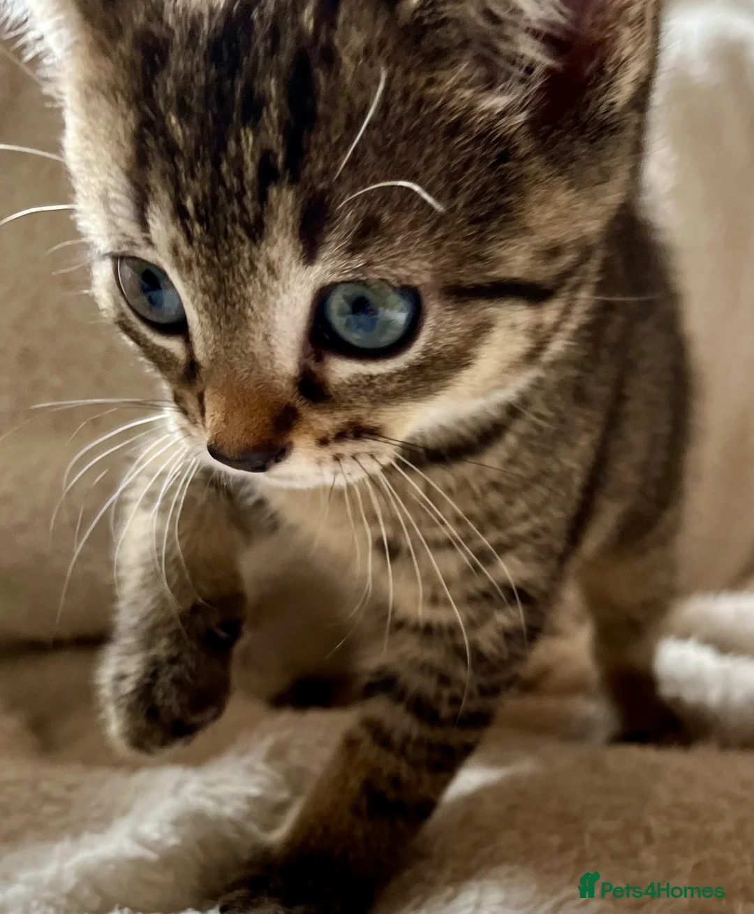 Bengal cats for sale: Glittery Bengal X With Famous References! - Advert 21