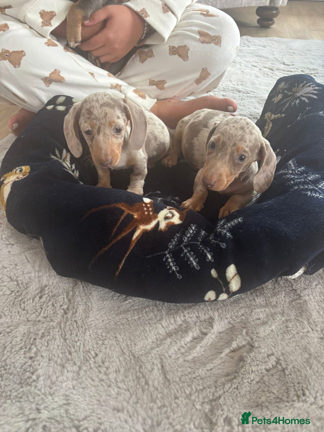 Miniature Dachshund dogs for sale: Miniature issabella dapple dachshund pups  - Image 1