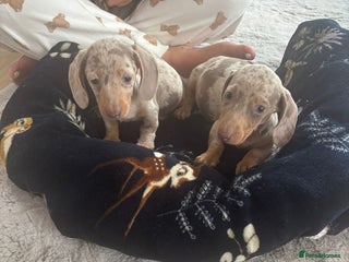 Miniature Dachshund dogs - Advert 13