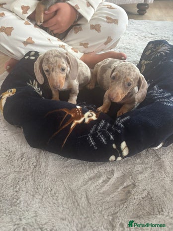 Miniature Dachshund dogs - Advert 6