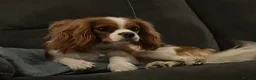 Cavalier King Charles Spaniel dogs for sale: 14 Month Old Cavalier King Charles Spaniel - Advert 5