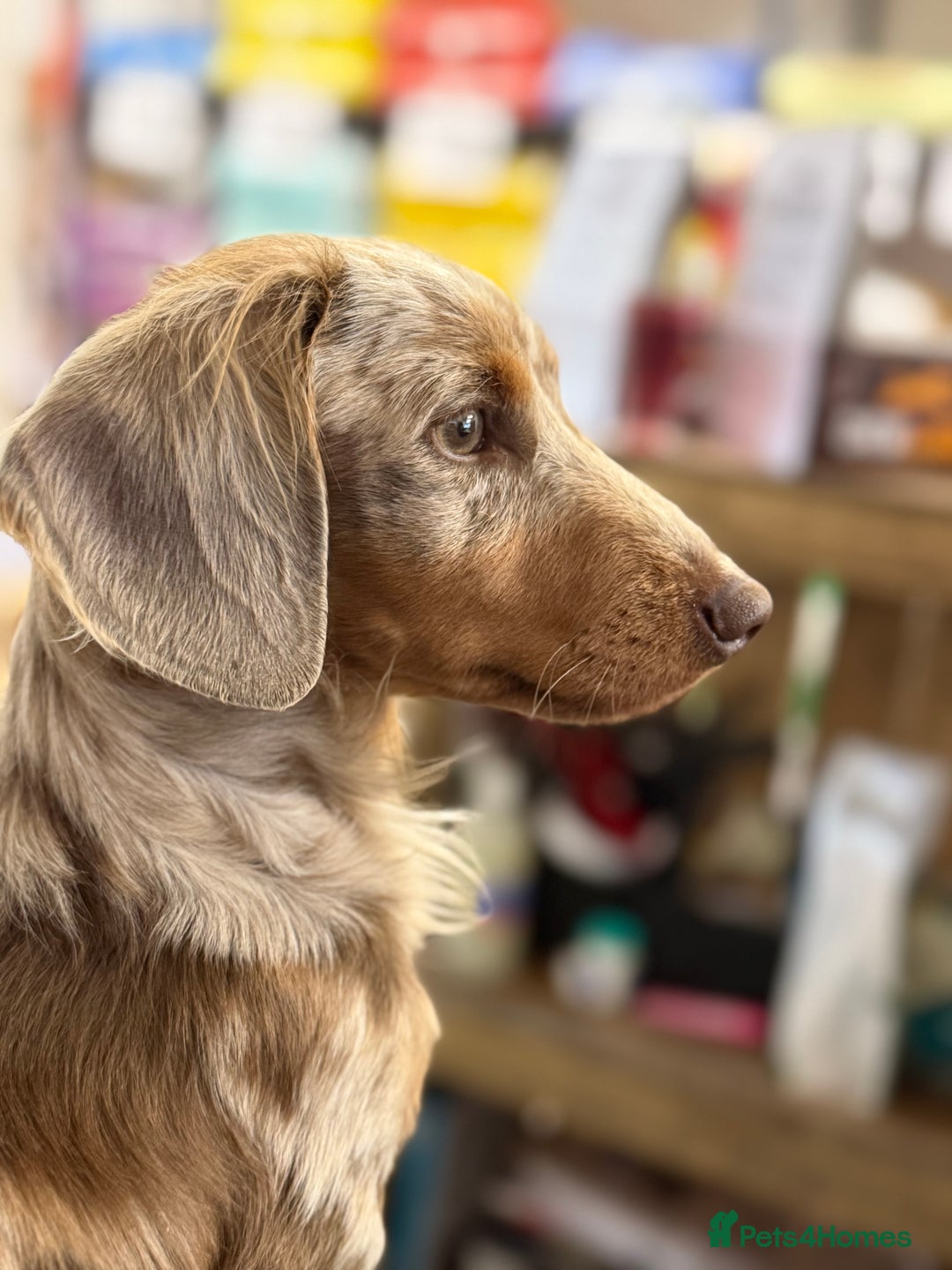 Miniature Dachshund dogs for stud: Tommy Isabella dapple long haired  - Advert 6