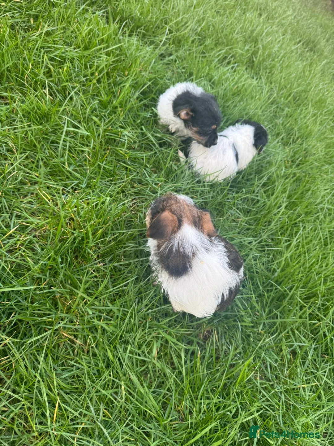 Jack Russell dogs for sale: 3 male tricolour long haired jackrussel puppies  - Advert 14