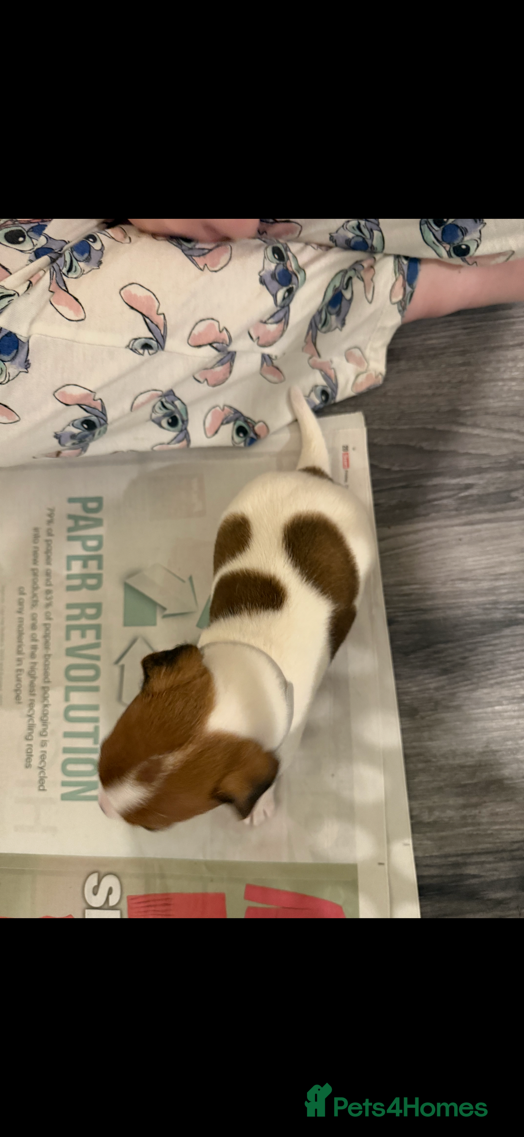 Jack Russell dogs for sale: Jack Russell puppies  - Image 3