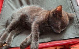 Mixed Breed cats for sale: READY NOW 2 female long haired fluffy kittens - Image 2