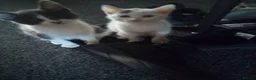 Mixed Breed cats for sale: Kittens in Wakefield - Advert 3