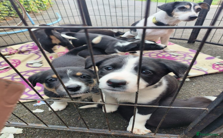 Mixed Breed dogs - Advert 11