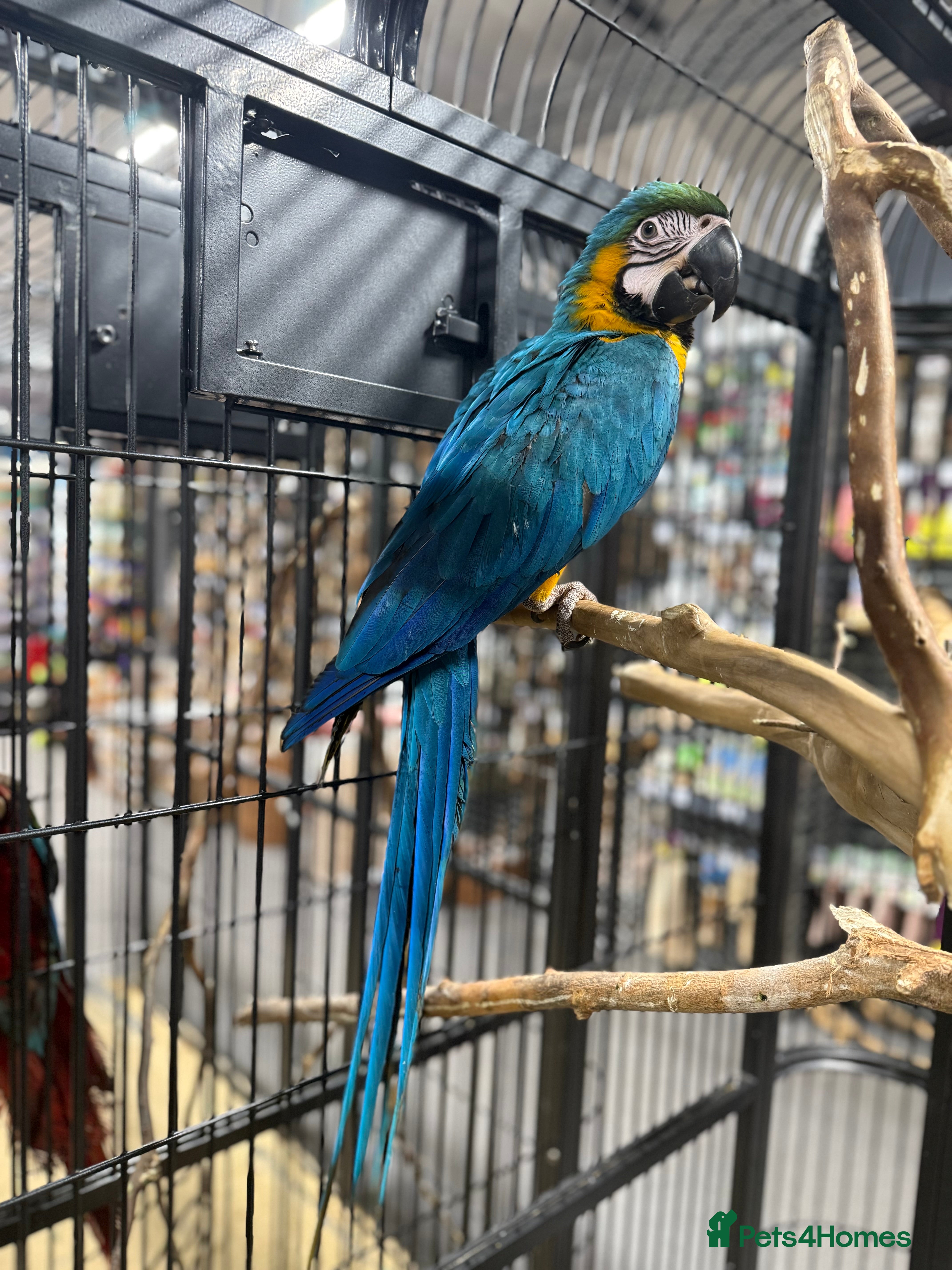 Macaws birds Beautiful baby handreaded blue and gold macaw  - Advert 4