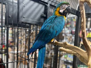 Macaws birds Baby harness trained blue and gold macaw - Advert 4