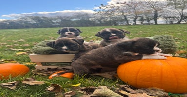 Boxer dogs - Advert 7