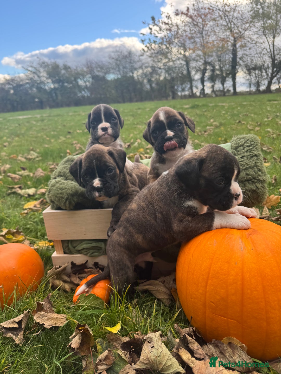Boxer dogs for sale: ASTONISHING KC REGISTERED BOXER PUPPIES!  - Image 3