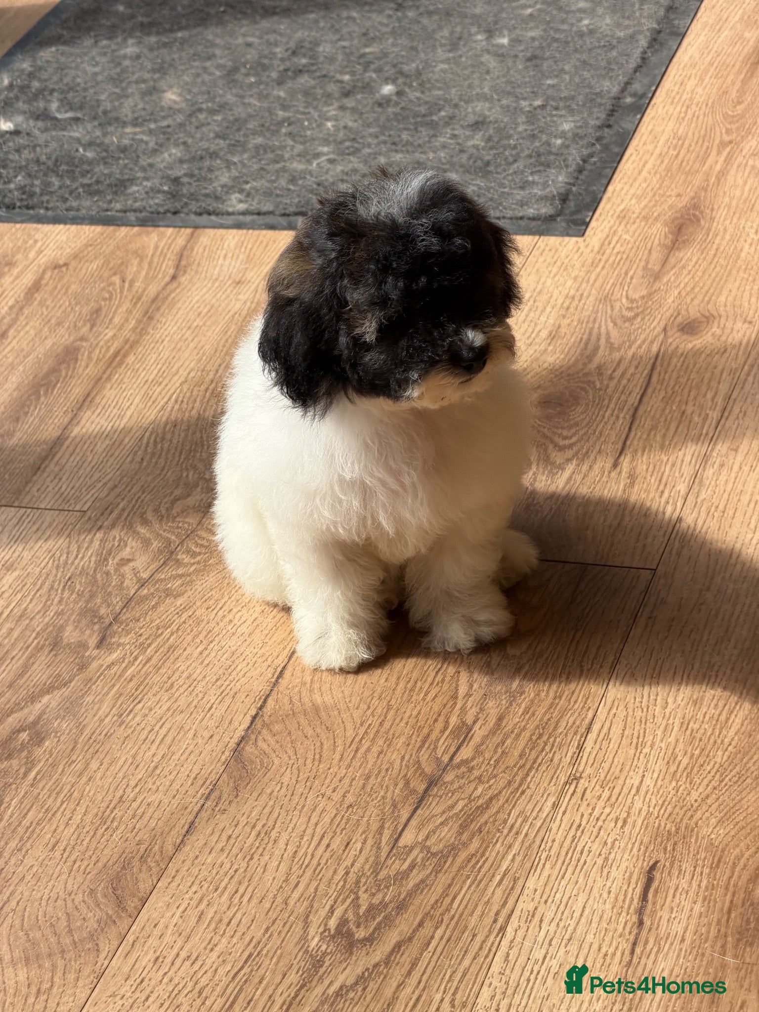 Mixed Breed dogs Ready to leave Toy poodle Havanese puppies  - Advert 1