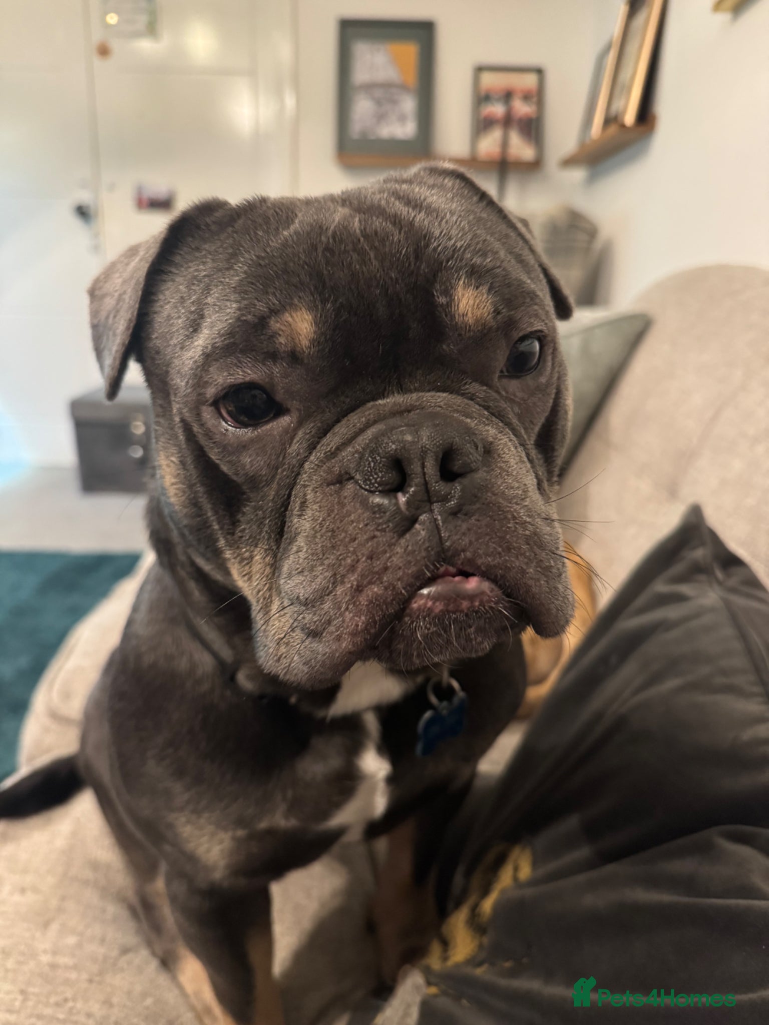 Mixed Breed dogs for sale: One year old French x olde English bulldog in Knaresborough - Advert 6