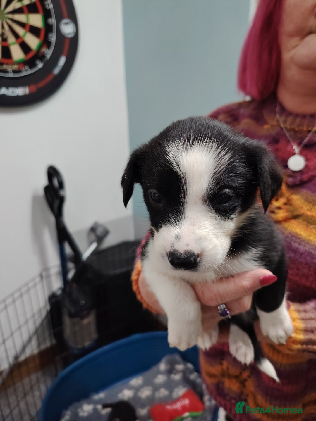 Border Collie dogs for sale: Border collie and blue merle  - Advert 13