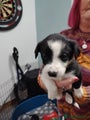 Border Collie Puppy 6