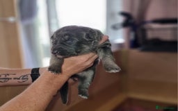 German Shepherd dogs for sale:  kc,health tested straight back german shepherd - Image 13