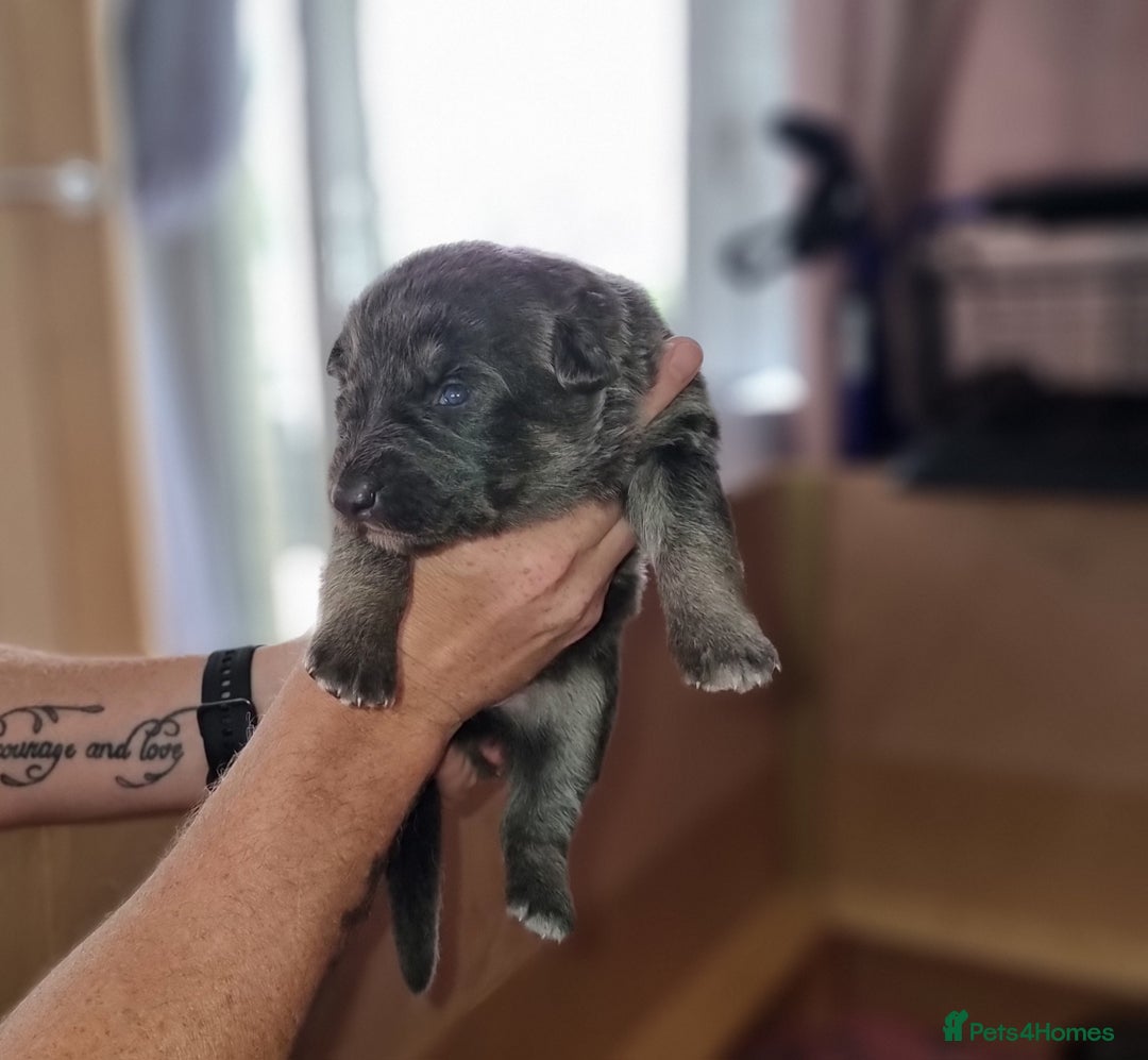 German Shepherd dogs for sale:  kc,health tested straight back german shepherd - Image 13