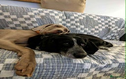 Mixed Breed dogs for adoption: Merinda your loyal companion - Image 8