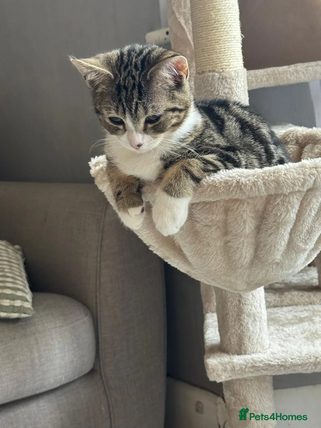 Domestic Shorthair cats for sale: 3 female kittens  in Gillingham - Advert 2