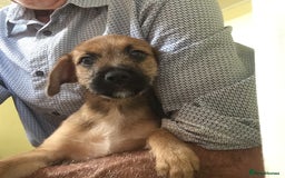 Mixed Breed dogs for sale: Six lovely Borderjack puppies available - Image 6