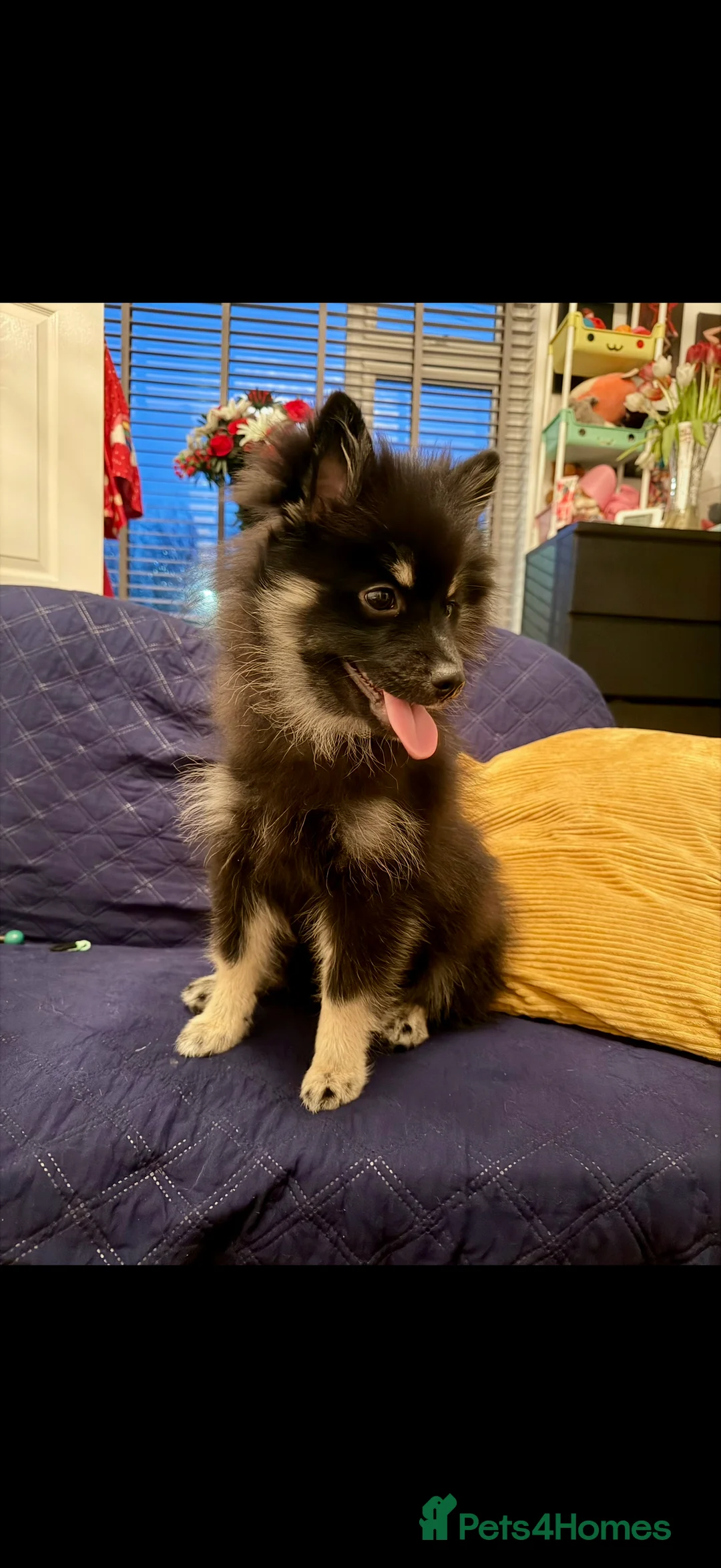 Pomeranian dogs for sale: Sweet Pomeranian girl  - Advert 5