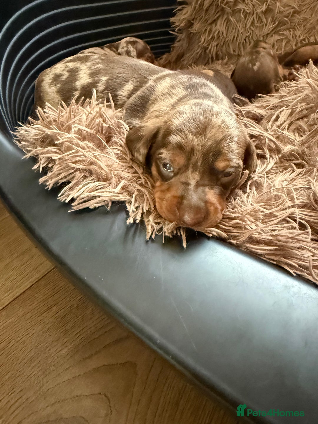 Dachshund dogs for sale: Lovely Dachshunds!  - Advert 11
