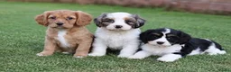 Cavapoo dogs for sale: COCKERLIERPOO puppies for sale - Advert 5