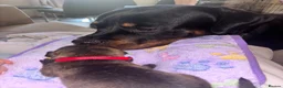 Mixed Breed dogs for sale: Staffordshire X Rottweiler  - Advert 17