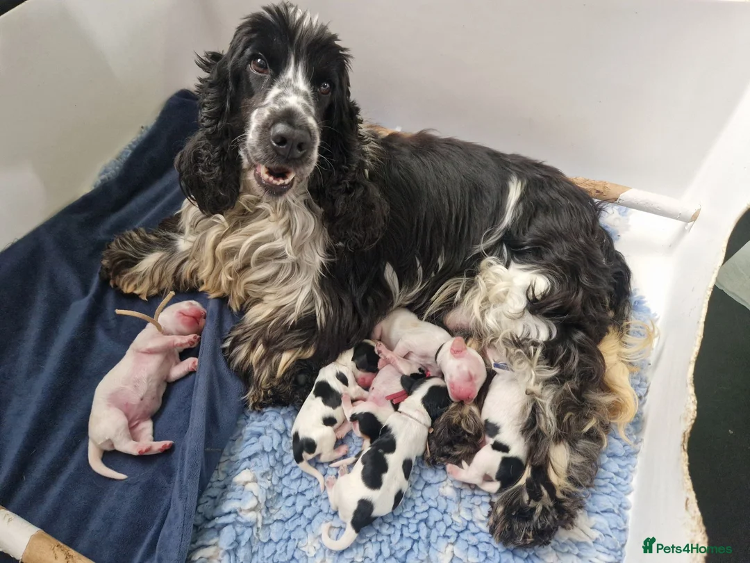 Cocker Spaniel dogs for sale: RKC Cocker Spaniel Puppies - Advert 6