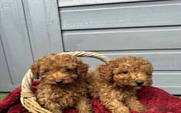 Toy Poodle dogs for sale: Toy poodle puppies looking for their forever home  - Image 5