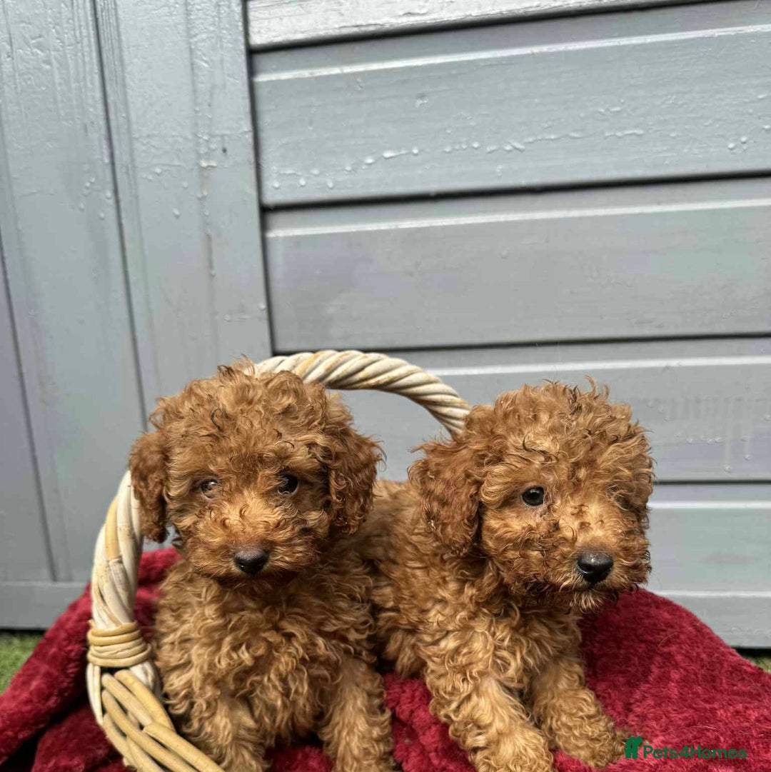 Toy Poodle dogs for sale: Toy poodle puppies looking for their forever home  - Image 5