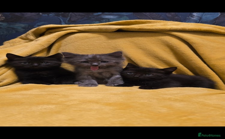 Ragdoll cats - Advert 10