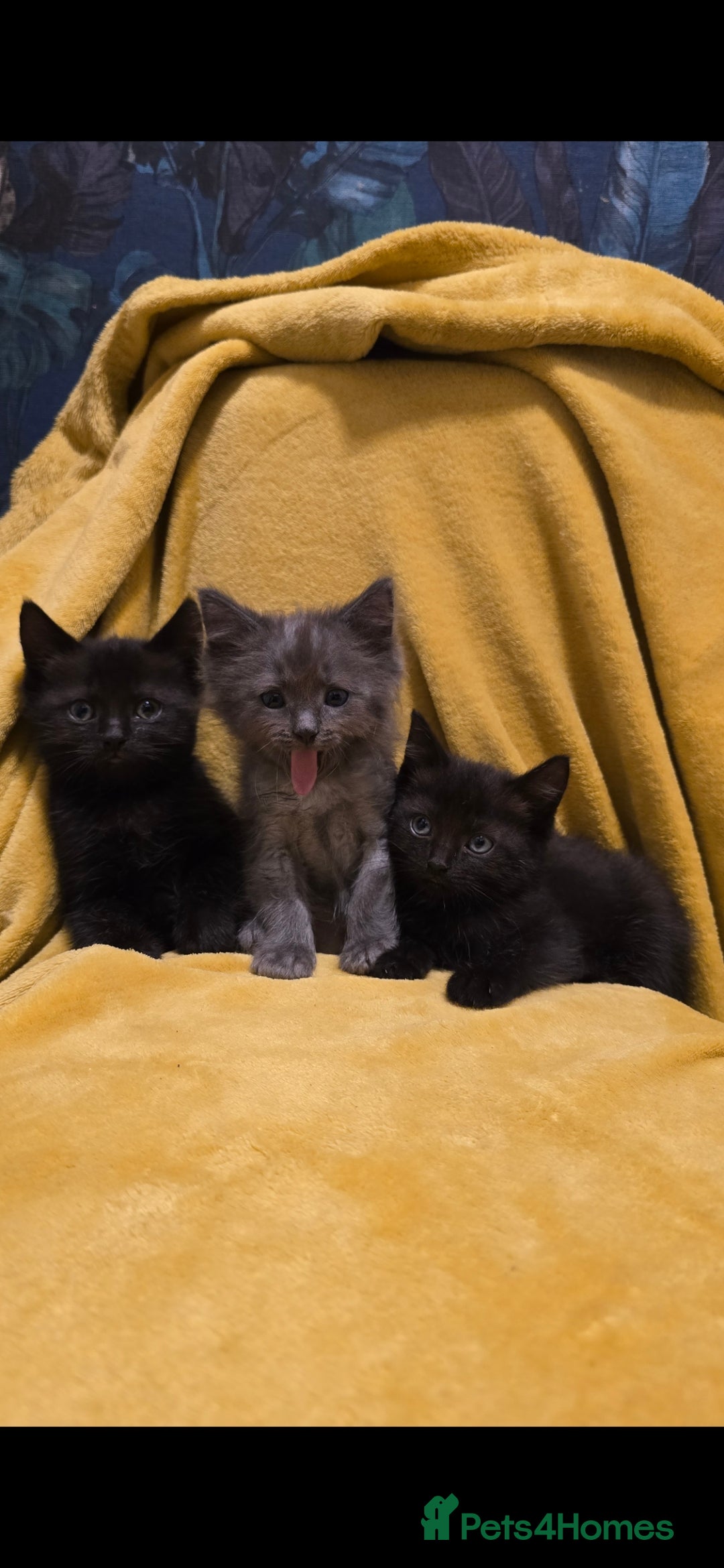 Ragdoll cats for sale: Beautiful half ragdoll kittens - Image 1