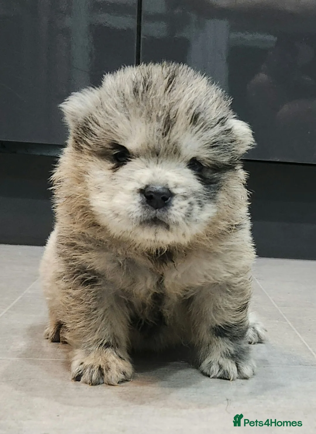 Chow Chow dogs for sale: Chow chow pedigree pups REDUCED!! - Advert 2