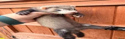 Ferret rodents for sale: Ferrets for sale Jill’s and hobs - Advert 4
