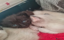 Mixed Breed cats for sale: 4 sweet kittens  - Image 4