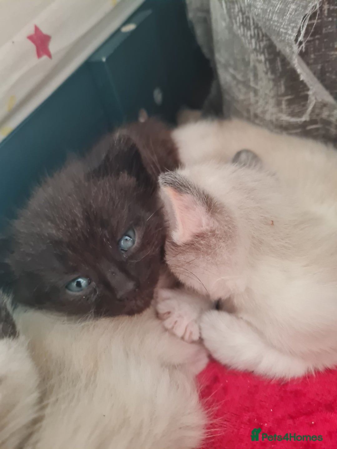 Mixed Breed cats for sale: 4 sweet kittens  - Image 4