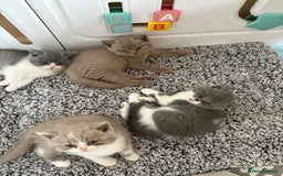 British Shorthair cats for sale: Beautiful health tested bsh kittens  - Image 5