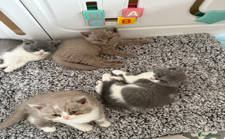 British Shorthair cats - Advert 12
