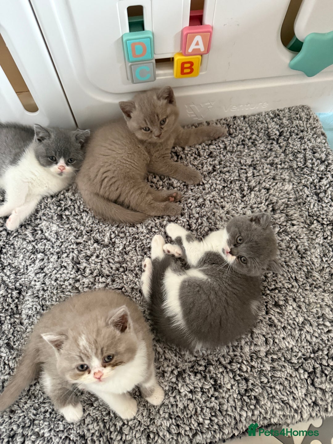 British Shorthair cats for sale: Beautiful health tested bsh kittens  - Image 5