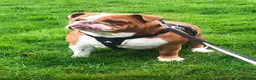 English Bulldog dogs for sale: Beautiful English bulldogs - Advert 24